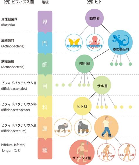 屬 英文|属